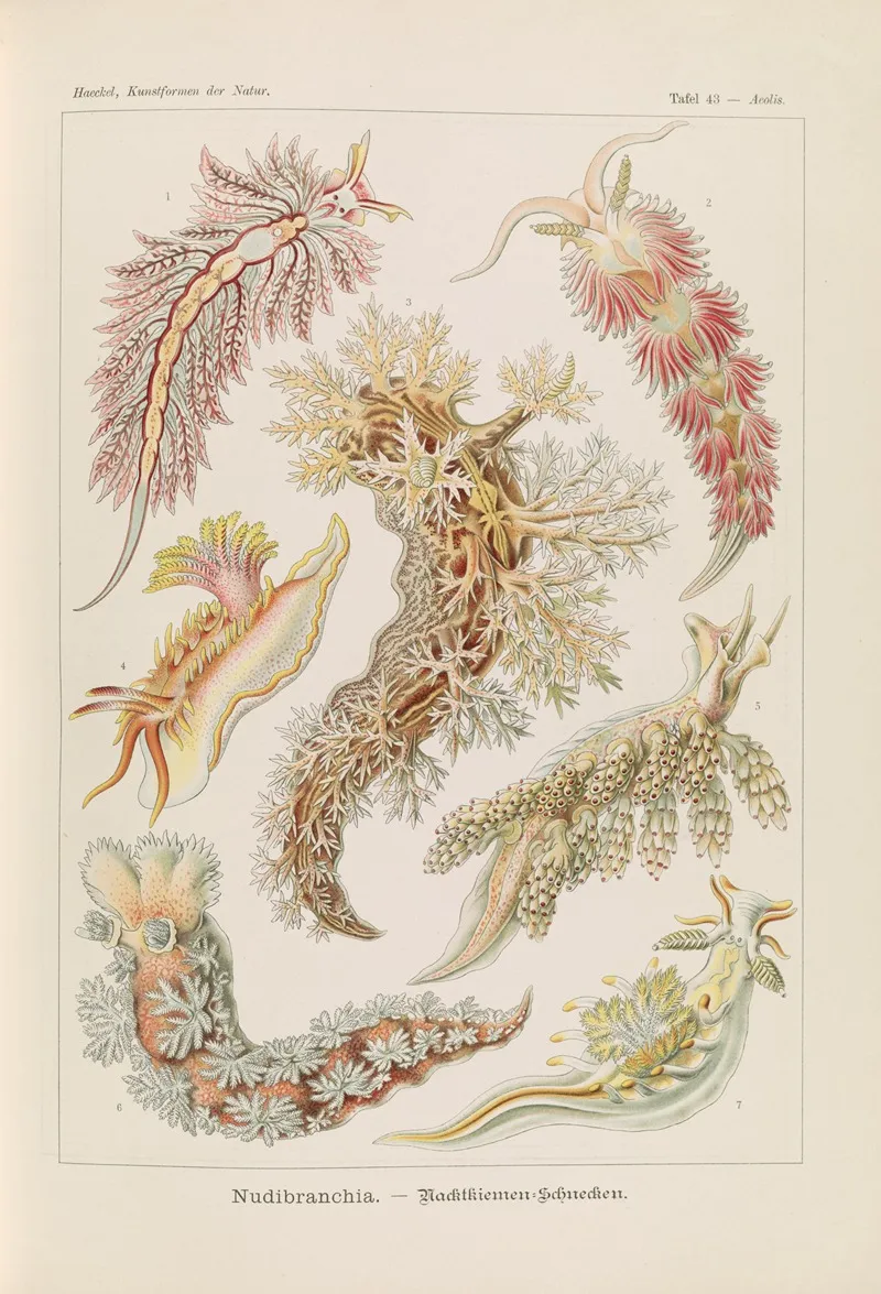 Nudibranchia Nacktkiemen Schnecken Wall Art by Ernst Haeckel - High-Resolution Digital Print