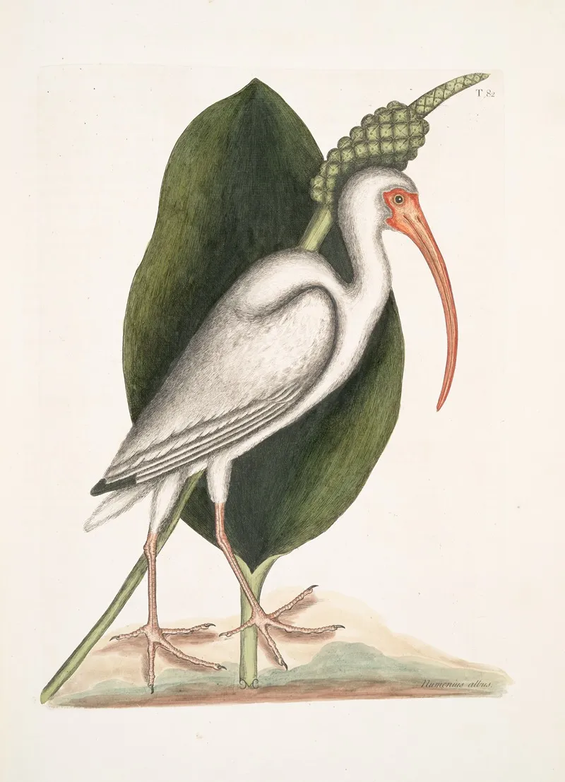Numenius Albus The White Curlew Wall Art by Mark Catesby - High-Resolution Digital Print