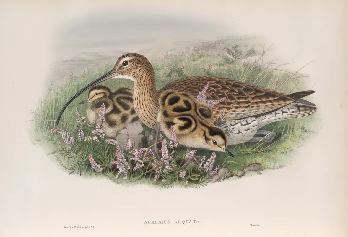Numenius Arquata Curlew Wall Art by John Gould - High-Resolution Digital Print