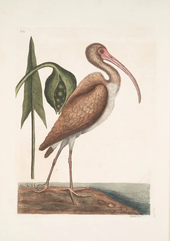 Numenius Fuscus The Brown Curlew Wall Art by Mark Catesby - High-Resolution Digital Print