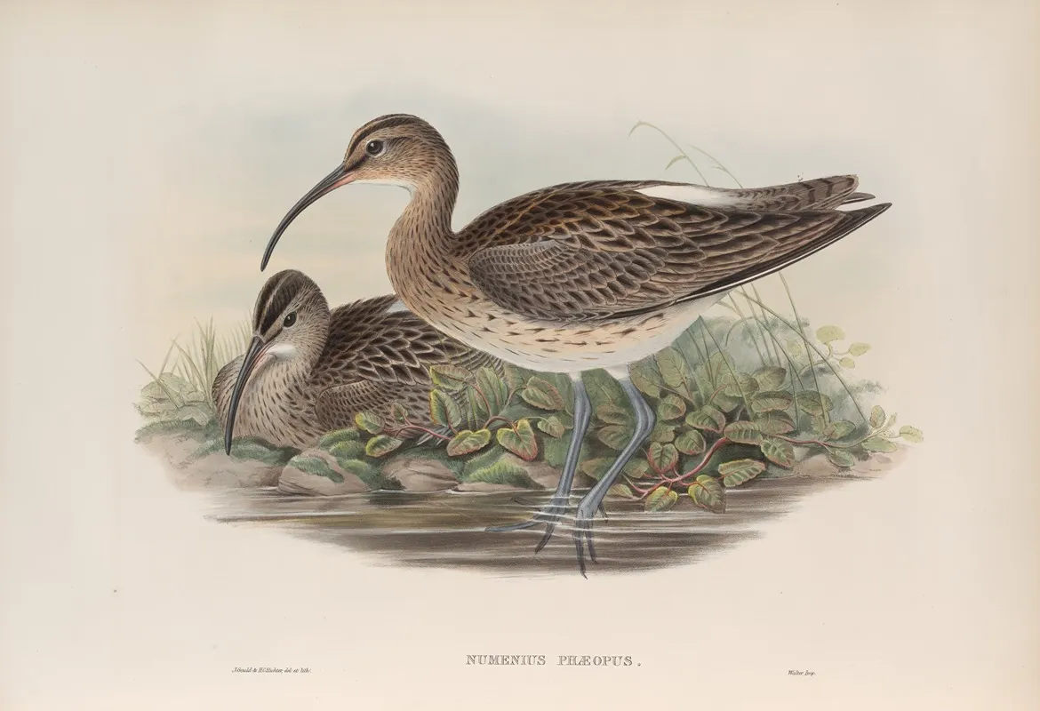 Numenius Phaeopus Whimbrel Wall Art by John Gould - High-Resolution Digital Print