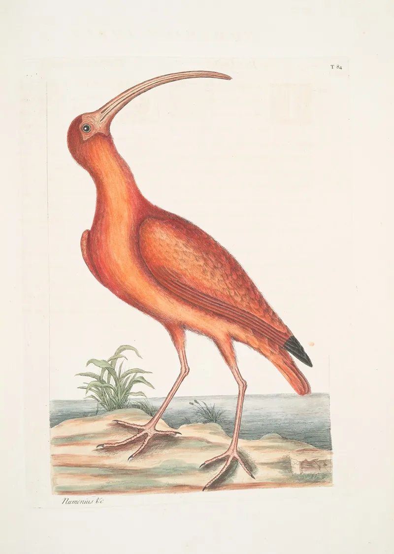 Numenius Ruber The Red Curlew Wall Art by Mark Catesby - High-Resolution Digital Print