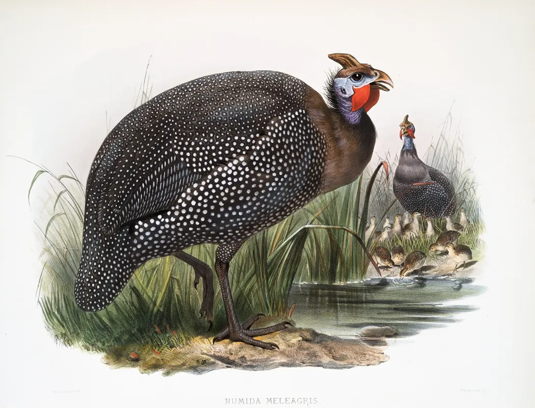 Numida Meleagris 2 Wall Art by Joseph Smit - High-Resolution Digital Print