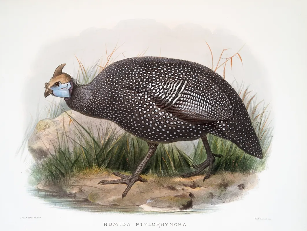 Numida Ptilorhyncha 2 Wall Art by Joseph Smit - High-Resolution Digital Print
