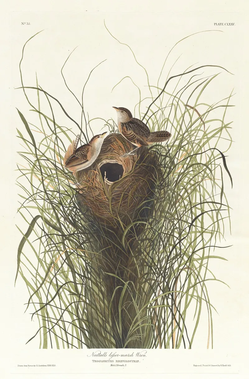 Nutalls Lesser Marsh Wren Wall Art by John James Audubon - High-Resolution Digital Print