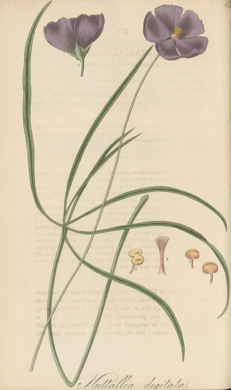 Nuttallia Digitata Wall Art by William Jackson Hooker - High-Resolution Digital Print