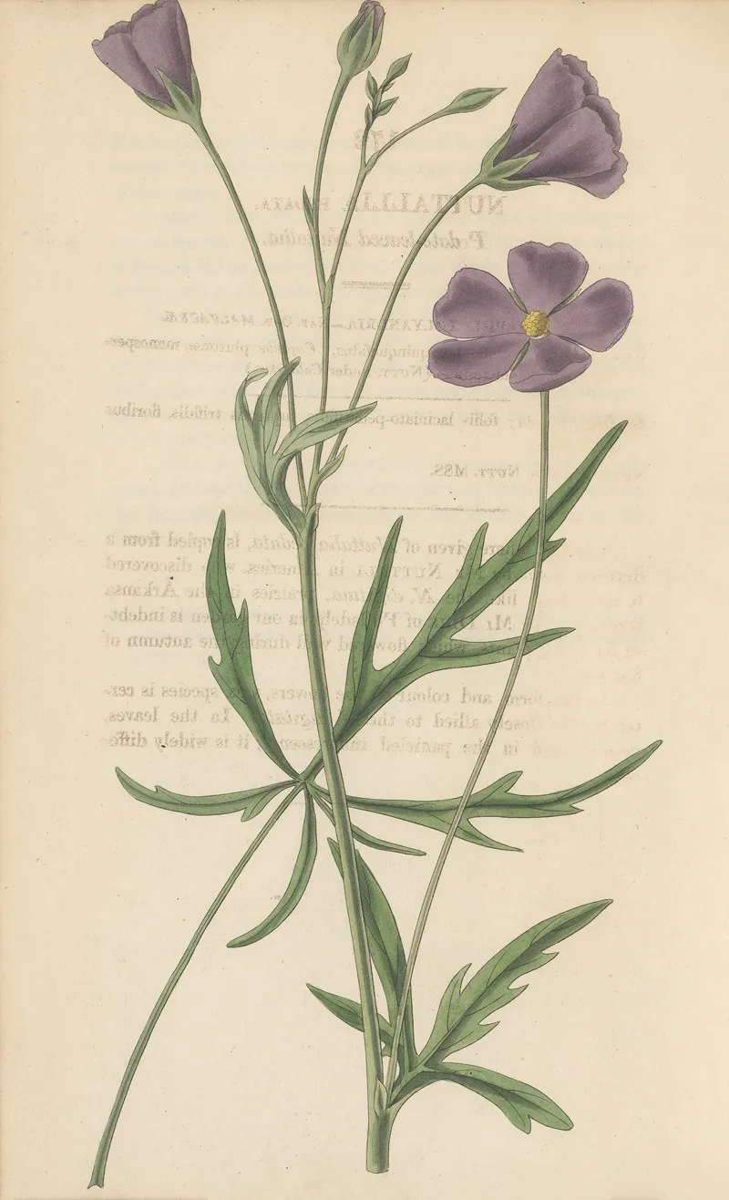 Nuttallia Vepata Wall Art by William Jackson Hooker - High-Resolution Digital Print