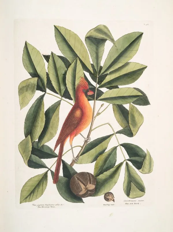 Nux Juglans Virginiana Alba The Pig Nut Coccothraustes Ruber The Red Bird Wall Art by Mark Catesby - High-Resolution Digital Print