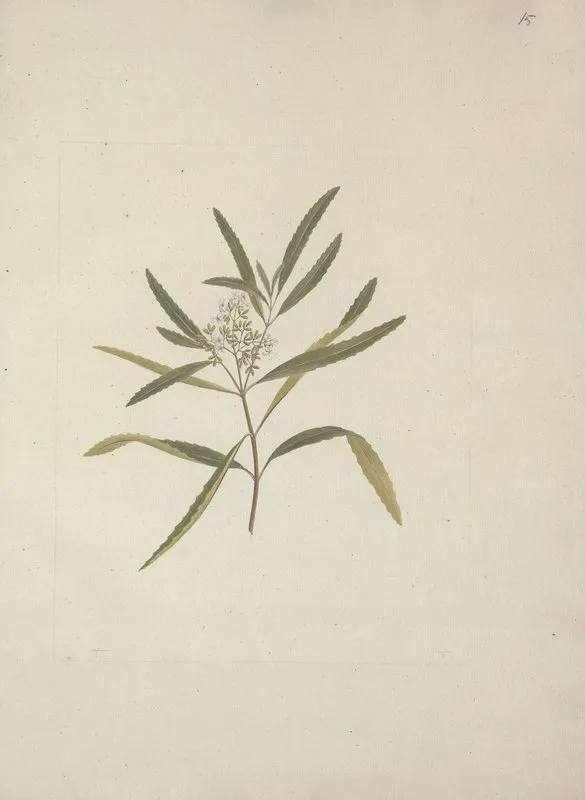 Nuxia Oppositifolia Hochst Benth
