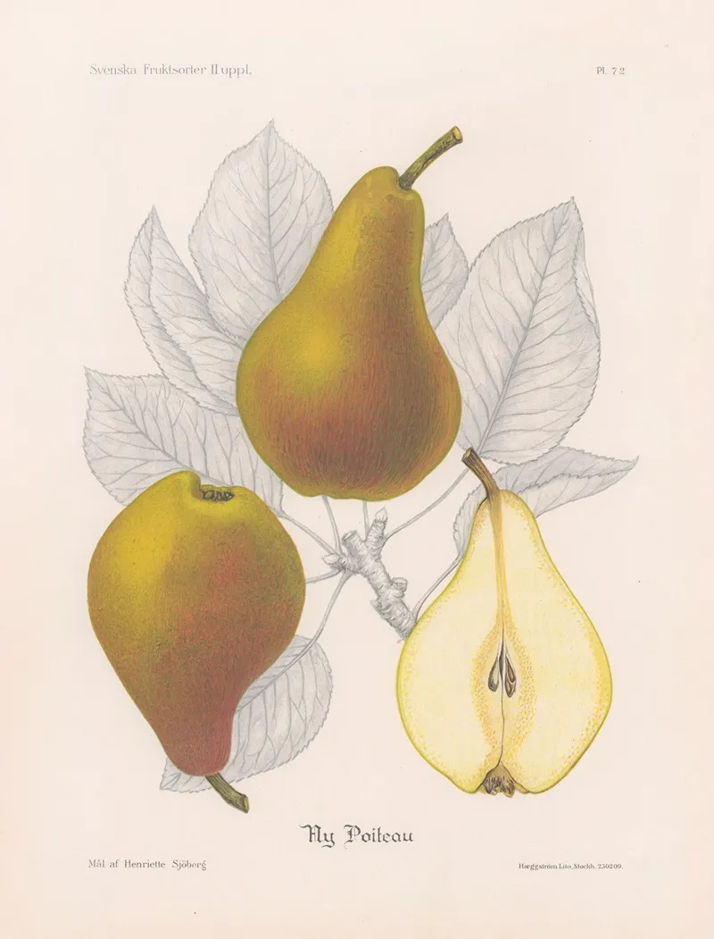 Ny Poiteau Wall Art by Henriette Sjöberg - High-Resolution Digital Print