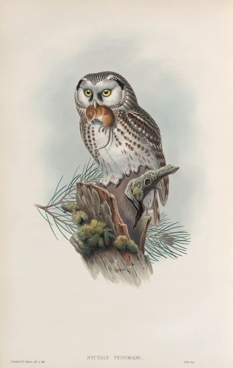 Nyctale Tengmalmi Tengmalms Owl Wall Art by John Gould - High-Resolution Digital Print