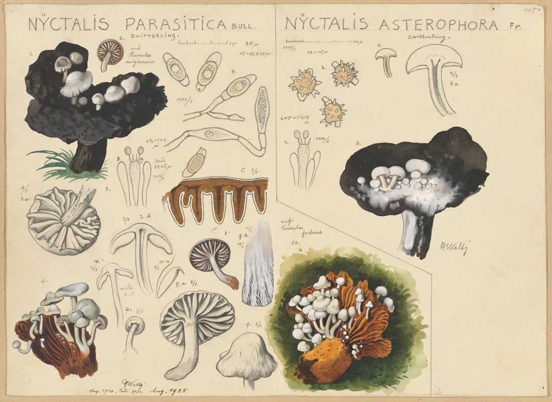 Nyctalis Parasitica Nyctalis Asterophora Wall Art by Hans Walty - High-Resolution Digital Print