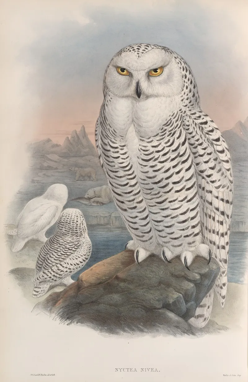 Nyctea Nivea Snowy Owl Wall Art by John Gould - High-Resolution Digital Print