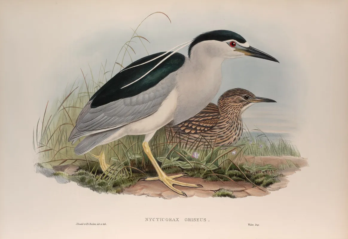 Nycticorax Griseus Night Heron Wall Art by John Gould - High-Resolution Digital Print
