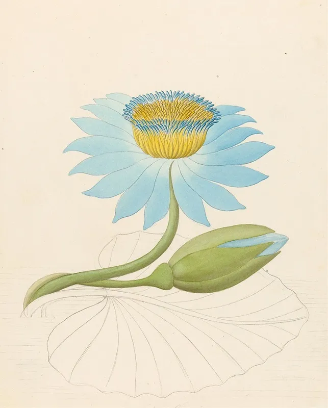 Nymphaea Coerulea Nymphaea Nouchali Wall Art by Clemenz Heinrich Wehdemann - High-Resolution Digital Print