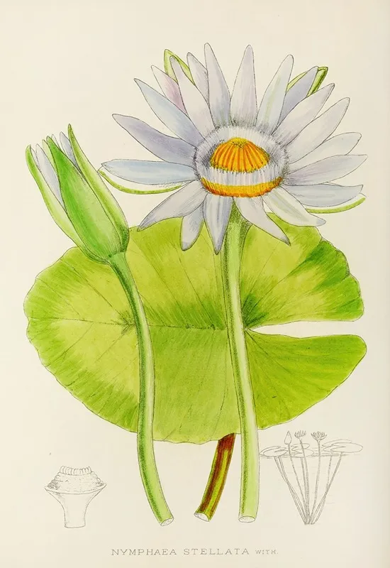 Nymphaea Stellata Wall Art by Illtyd Buller Pole-Evans - High-Resolution Digital Print