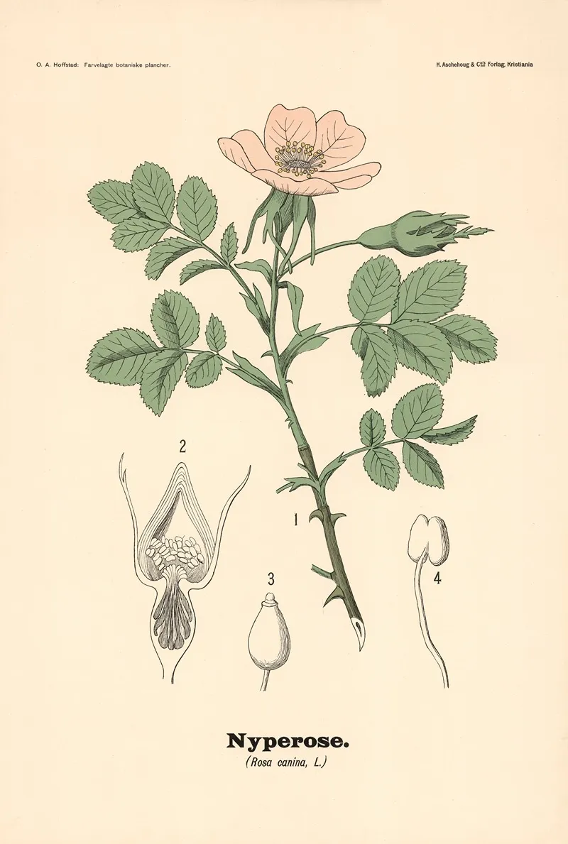 Nyperose Rosa Canina L Wall Art by Olaf Alfred Hoffstad - High-Resolution Digital Print