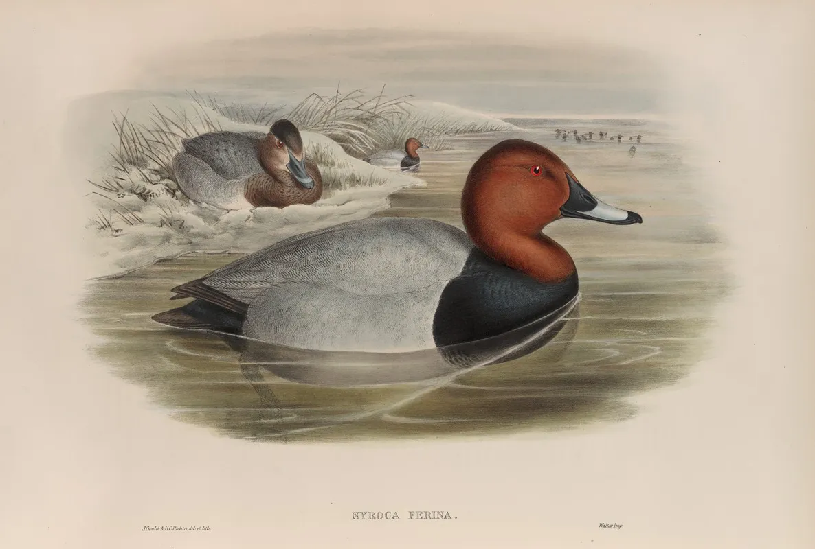 Nyroca Ferina Pochard Wall Art by John Gould - High-Resolution Digital Print