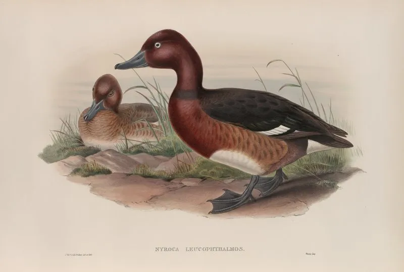 Nyroca Leucophthalmos White Eyed Or Ferruginous Duck Wall Art by John Gould - High-Resolution Digital Print