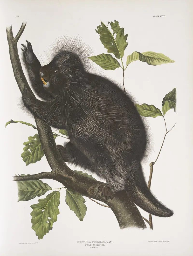 Nystrix Dorsata Canada Porcupine Wall Art by John Woodhouse Audubon - High-Resolution Digital Print