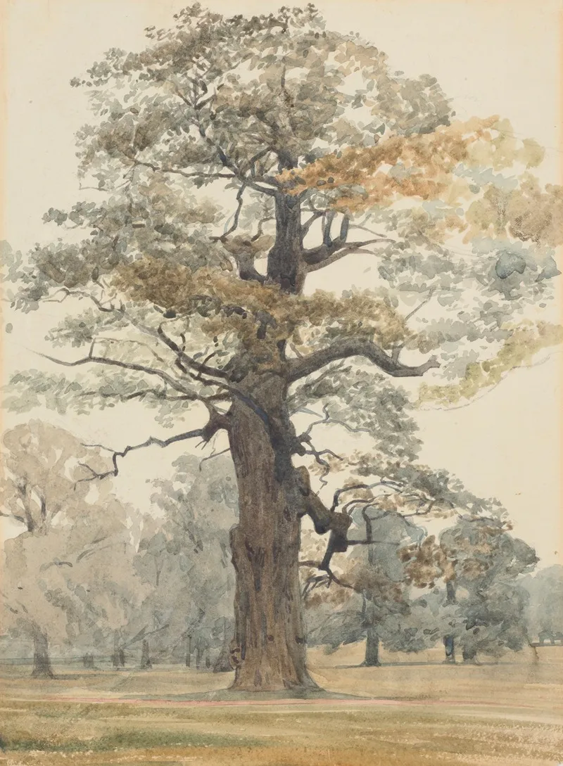 Oak In Kettlestone Park