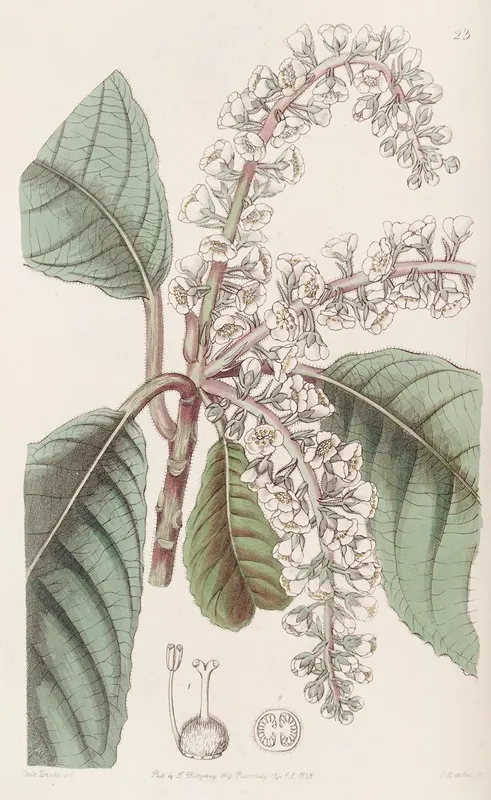 Oak Leaved Clethra Wall Art by Sydenham Edwards - High-Resolution Digital Print