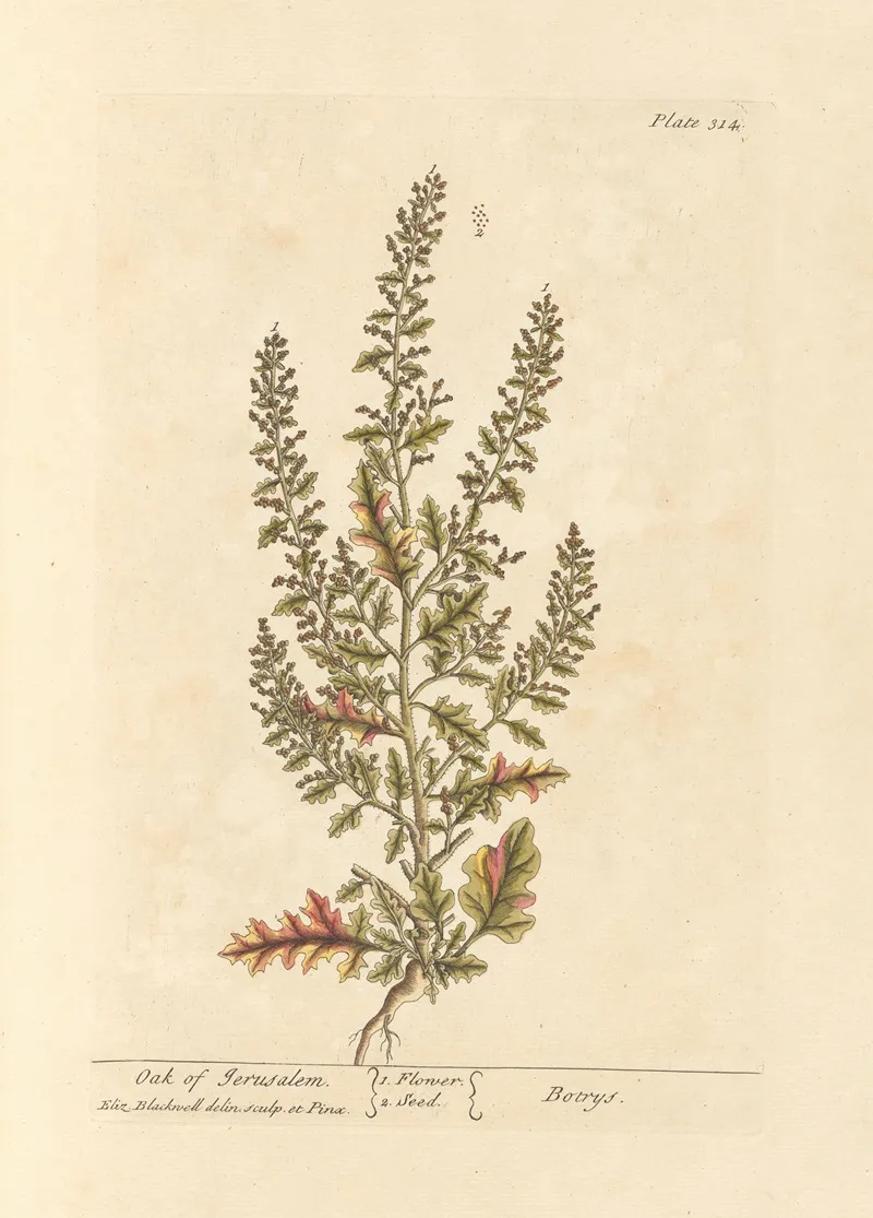 Oak Of Jerusalem Wall Art by Elizabeth Blackwell - High-Resolution Digital Print