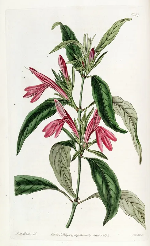 Oblong Leaved Beloperone Wall Art by Sydenham Edwards - High-Resolution Digital Print
