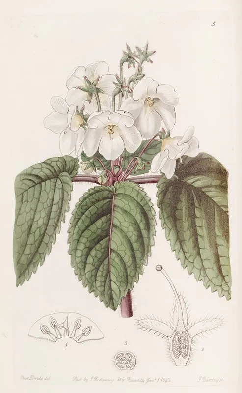 Oblong Snow Wort Wall Art by Sydenham Edwards - High-Resolution Digital Print