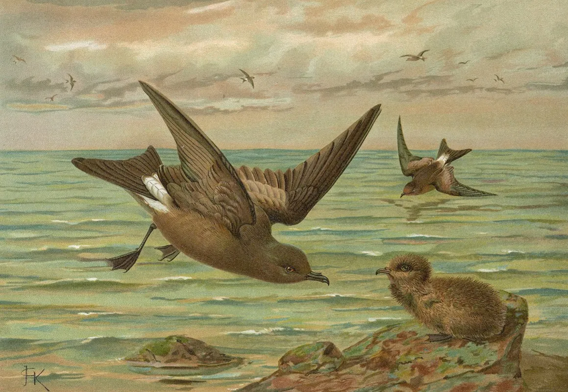 Oceanodroma Leucorrhoa Vieill Gabelschwanziger Schwalben Sturmvogel Wall Art by Johann Friedrich Naumann - High-Resolution Digital Print