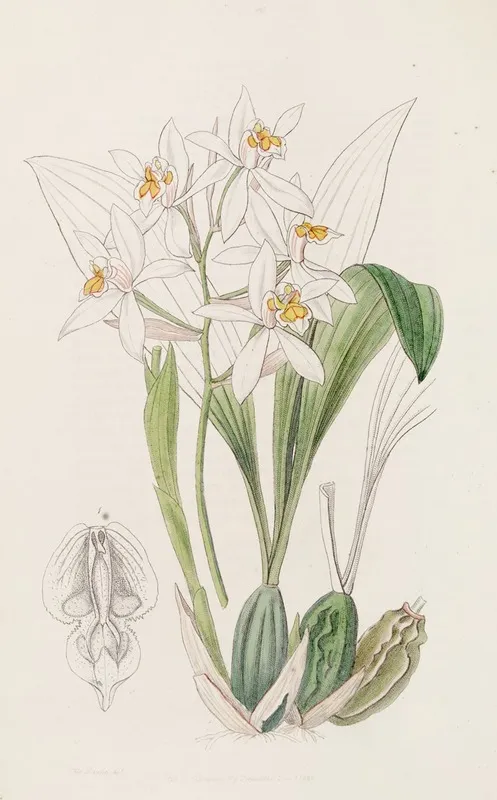 Ochre Spotted Coelogyne Wall Art by Sydenham Edwards - High-Resolution Digital Print