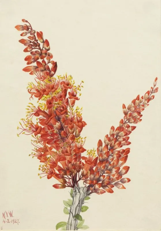 Ocotillo Fouquieria Splendens 2