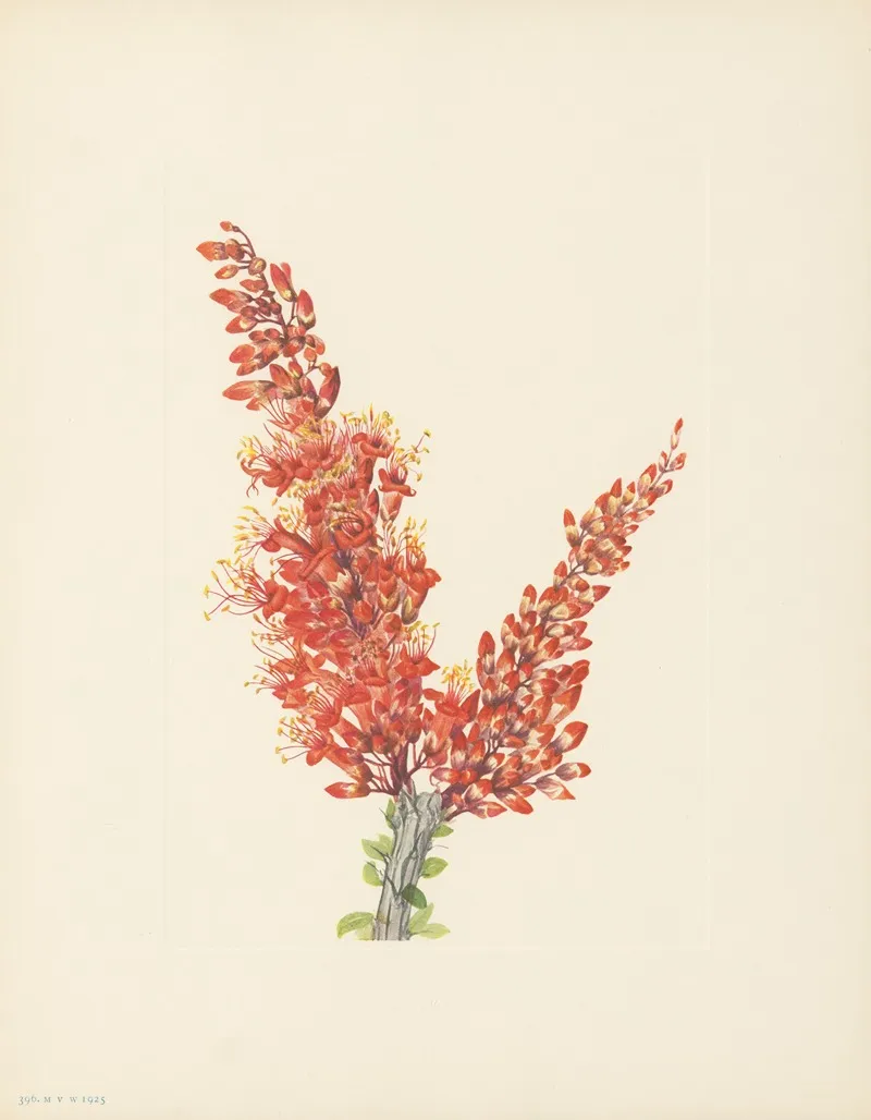 Ocotillo Fouquieria Splendens 3