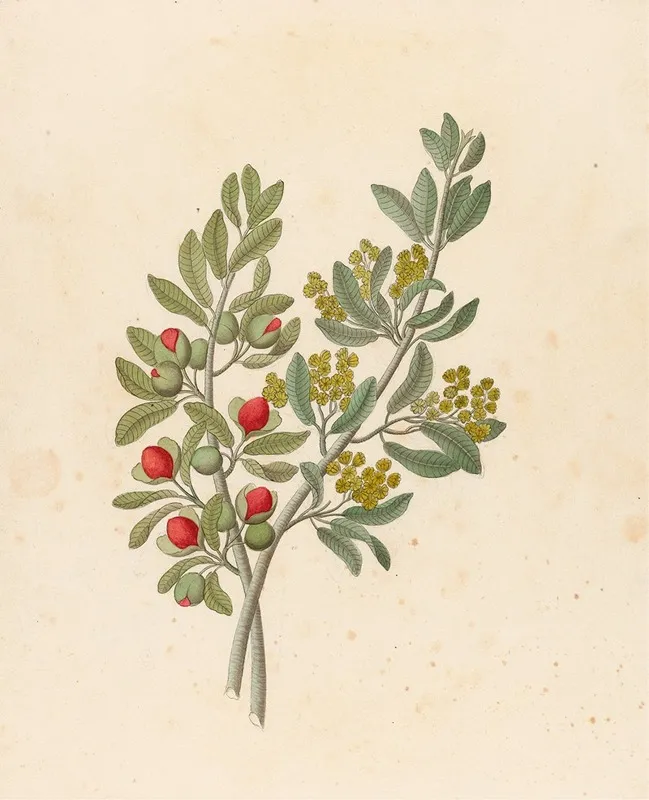 Octandria Monog Pappea Capensis Wall Art by Clemenz Heinrich Wehdemann - High-Resolution Digital Print