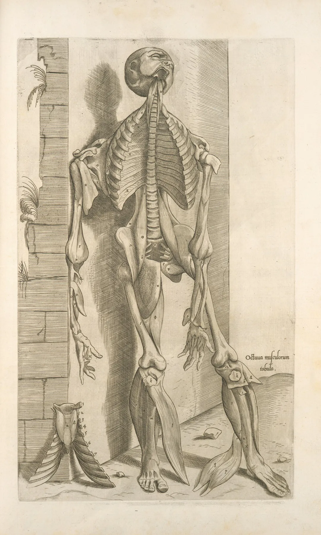 Octaua Musculorum Tabula Shows Face With Tongue Sticking Out