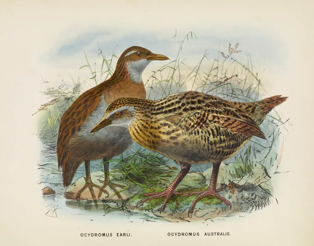 Ocydromus Earli Amd Ocydromus Australis Wall Art by John Gerrard Keulemans - High-Resolution Digital Print