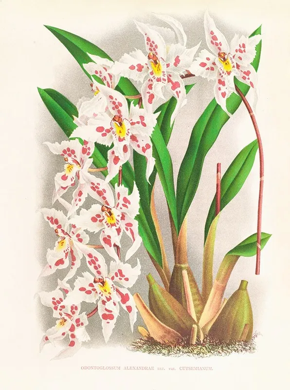 Odontoglossum Alexandrae Var Cutsemianum Wall Art by Jean Jules Linden - High-Resolution Digital Print