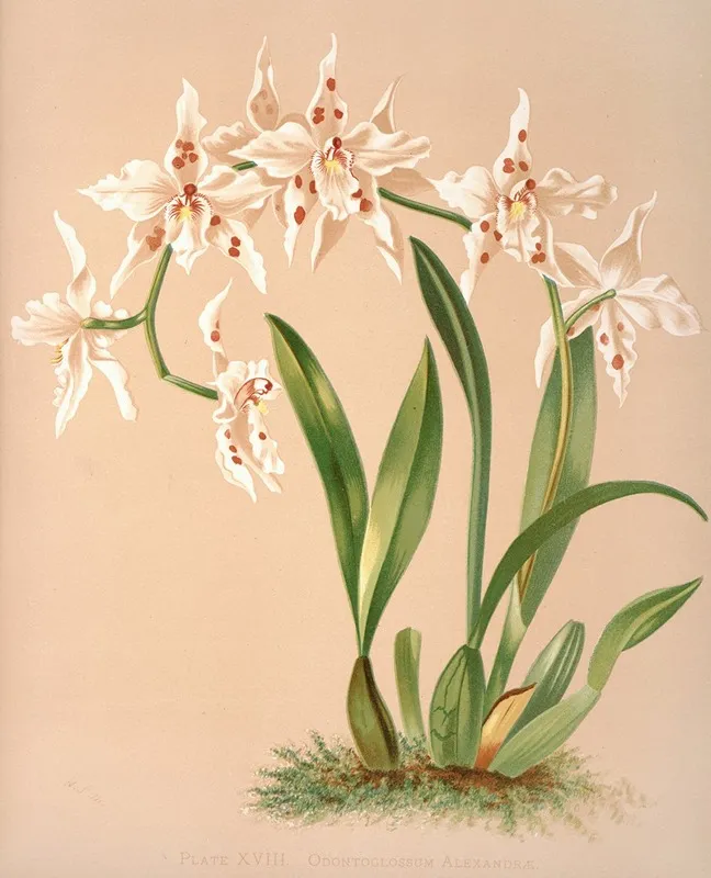 Odontoglossum Alexandrae Wall Art by Harriet Stewart Miner - High-Resolution Digital Print