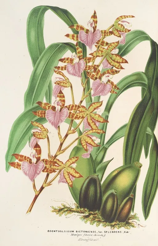 Odontoglossum Bictoniense Var Splendens Wall Art by Charles Antoine Lemaire - High-Resolution Digital Print