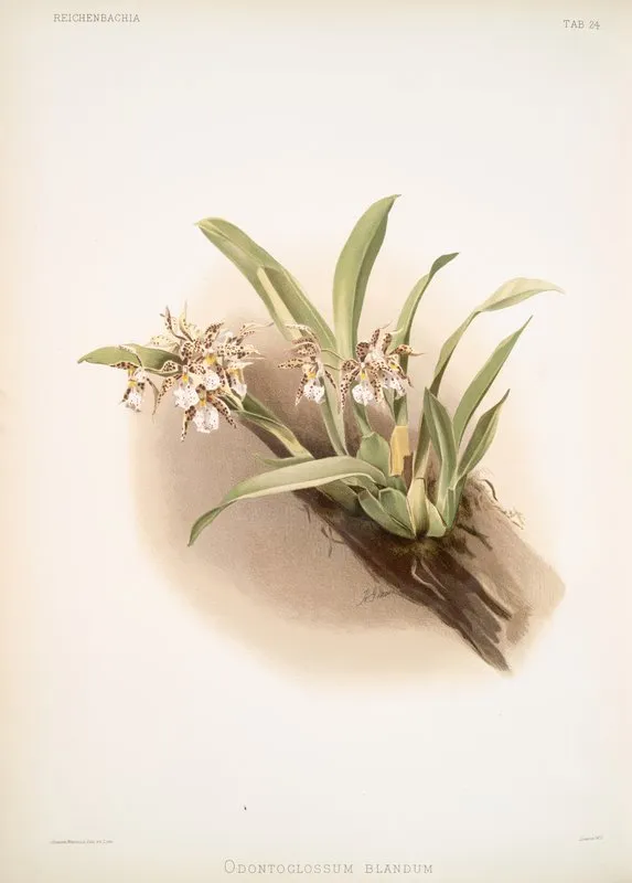 Odontoglossum Blandum Wall Art by Frederick Sander - High-Resolution Digital Print