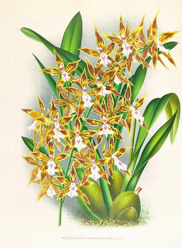 Odontoglossum Boddaertianum Wall Art by Jean Jules Linden - High-Resolution Digital Print