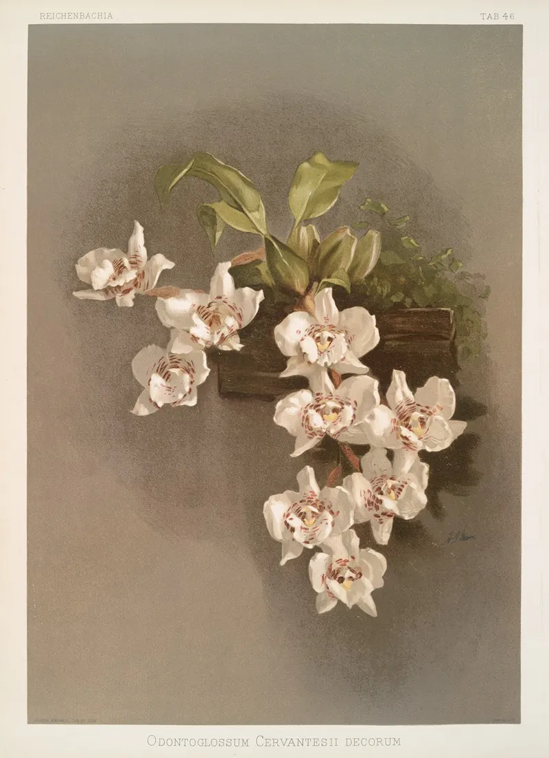 Odontoglossum Cervantesii Decorum Wall Art by Frederick Sander - High-Resolution Digital Print