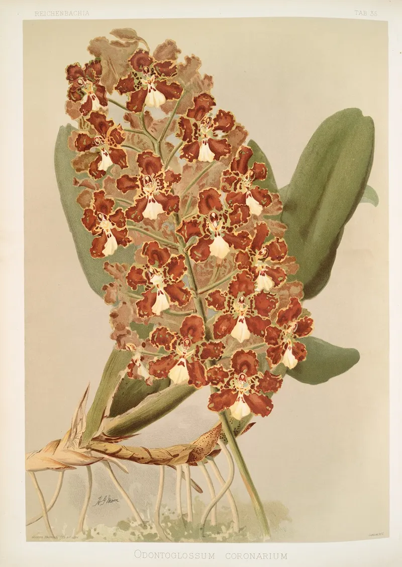 Odontoglossum Coronarium Wall Art by Frederick Sander - High-Resolution Digital Print