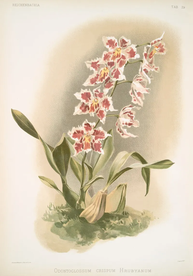 Odontoglossum Crispum Hrubyanum Wall Art by Frederick Sander - High-Resolution Digital Print