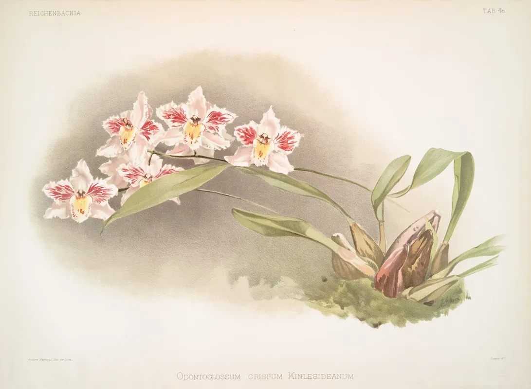 Odontoglossum Crispum Kinlesideanum Wall Art by Frederick Sander - High-Resolution Digital Print