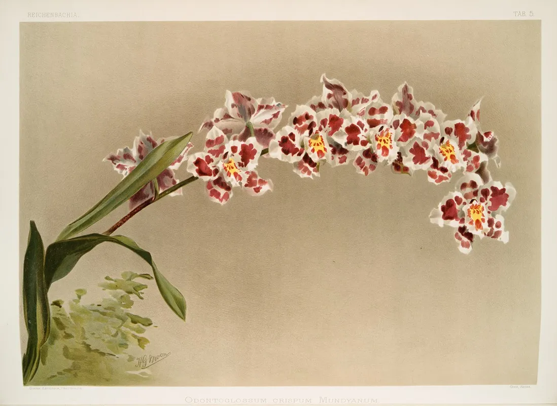 Odontoglossum Crispum Mundyanum Wall Art by Frederick Sander - High-Resolution Digital Print