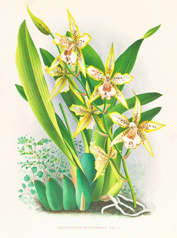 Odontoglossum Duvivierianum Wall Art by Jean Jules Linden - High-Resolution Digital Print