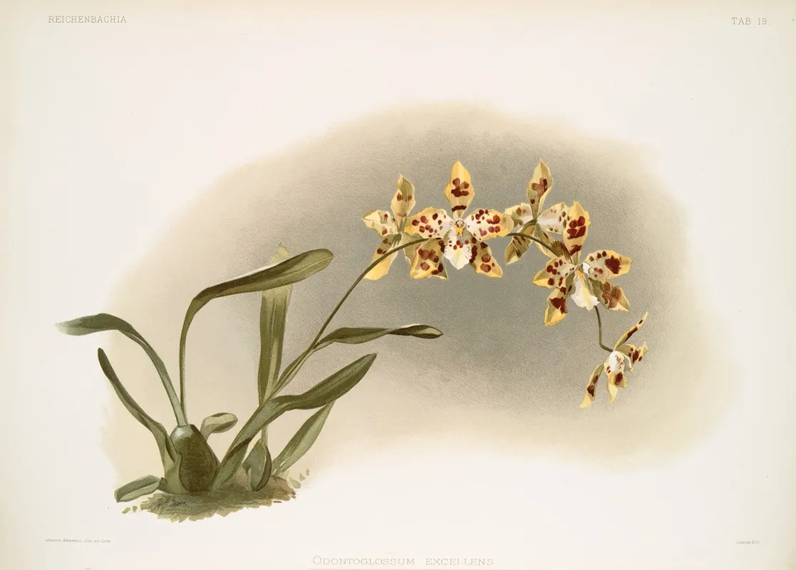 Odontoglossum Excellens Wall Art by Frederick Sander - High-Resolution Digital Print