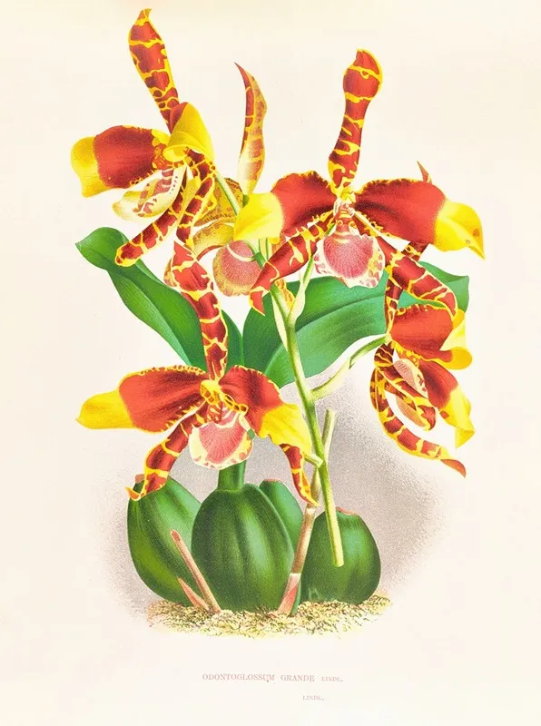 Odontoglossum Grande 2 Wall Art by Jean Jules Linden - High-Resolution Digital Print