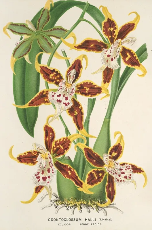 Odontoglossum Halli Wall Art by Charles Antoine Lemaire - High-Resolution Digital Print